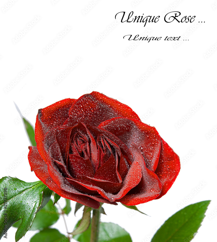 Fotografie Red Rose, a unique instance of the two buds. Isolation, and with