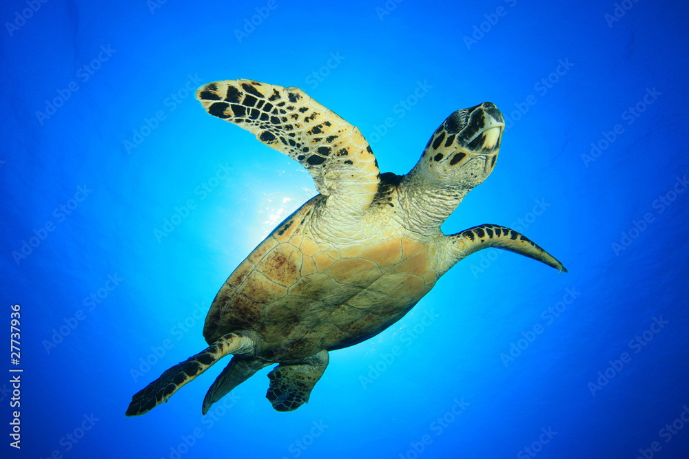 Obraz premium Sea Turtle (Hawksbill Turtle - Eretmochelys imbricata)