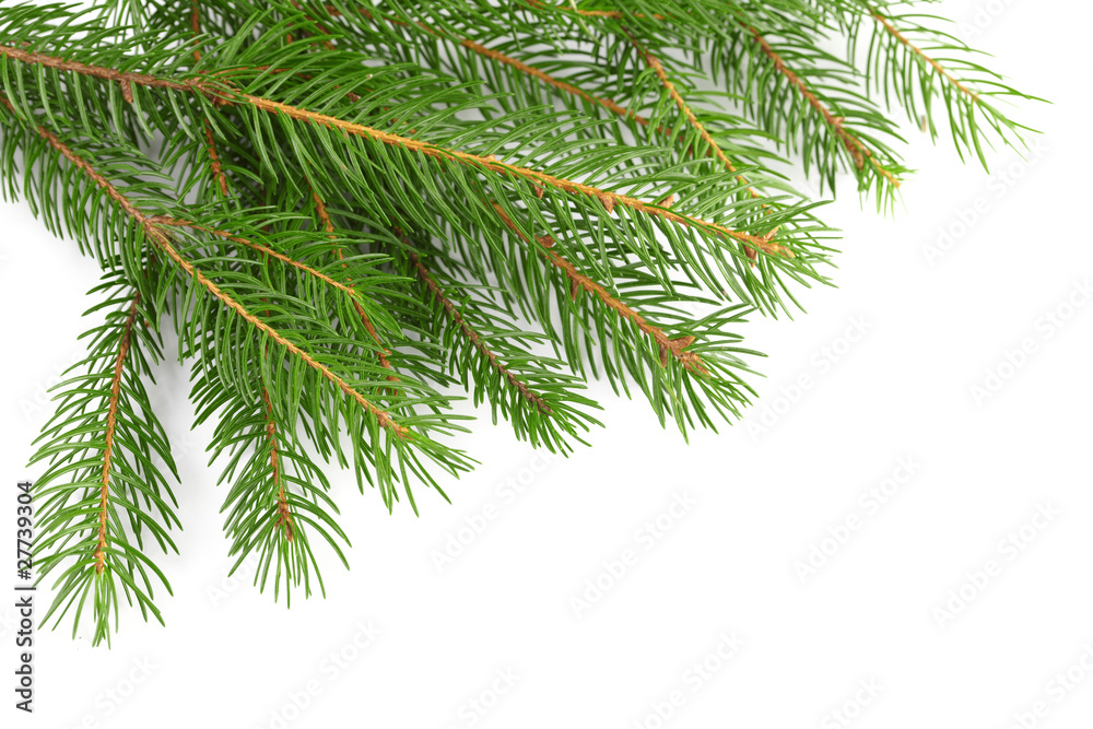 fir-tree fir-tree
