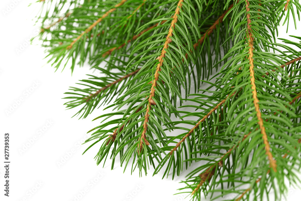 fir-tree