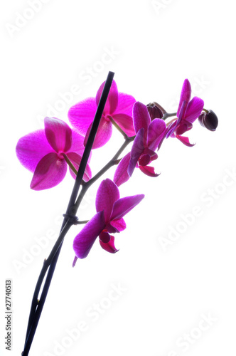 Orchid in bloom