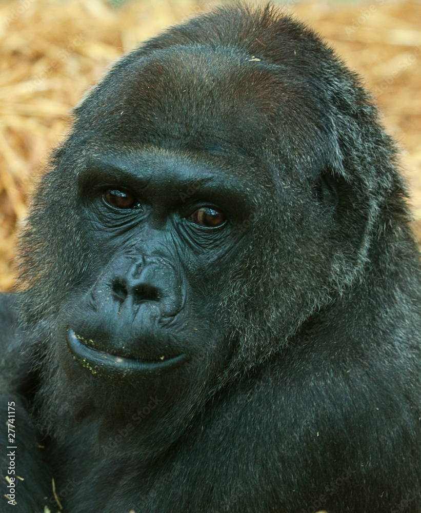 gorilla portrait 6606 gorilla portrait 6606