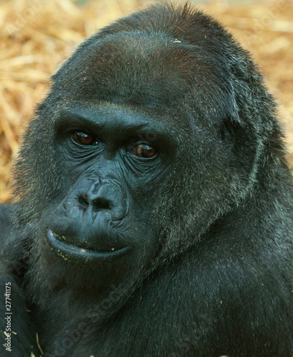 gorilla portrait 6606
