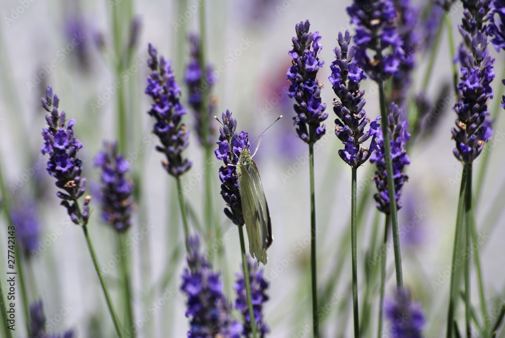 Obraz premium Papillon butinant lavande