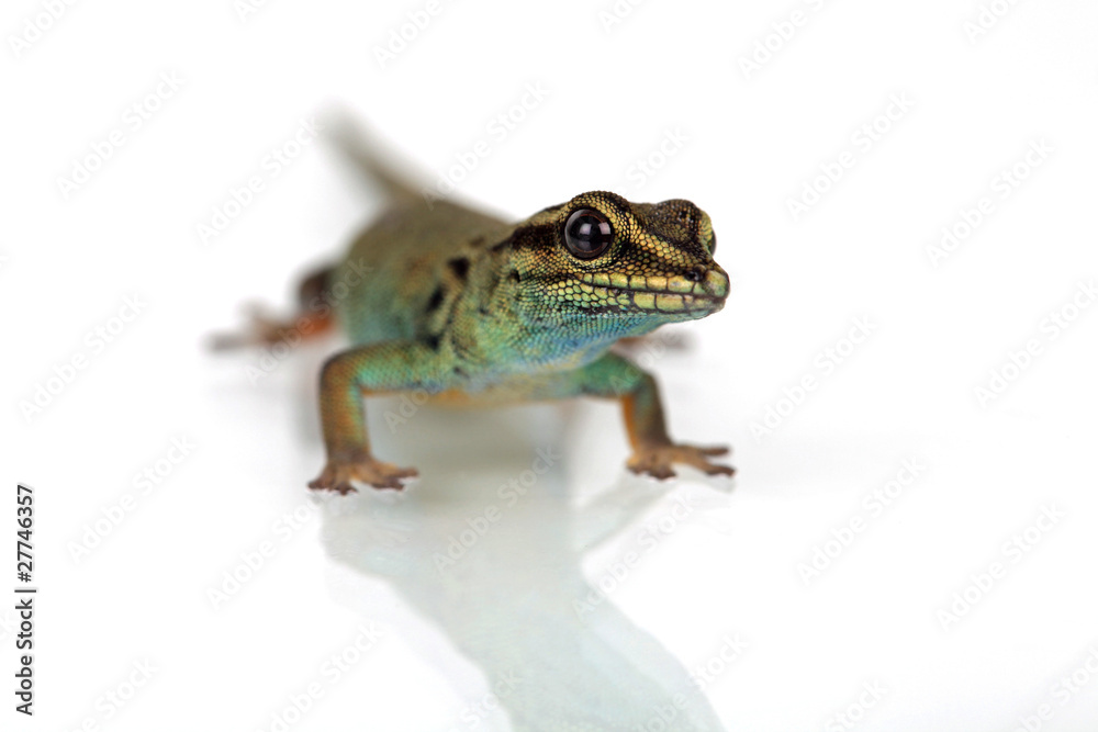 Fototapeta premium Himmelblauer Zwergtaggecko