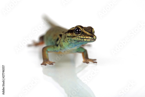 Himmelblauer Zwergtaggecko photo