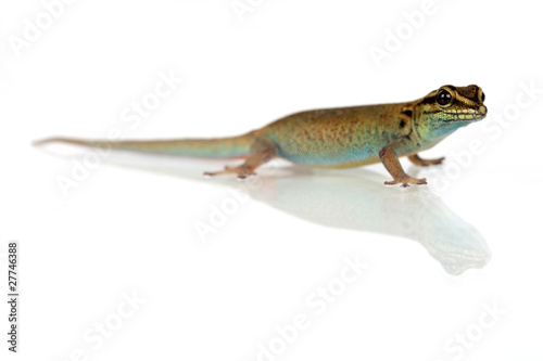 Blauer Gecko