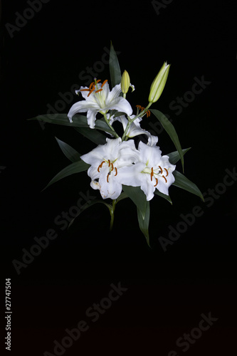 White lilies branch on black background