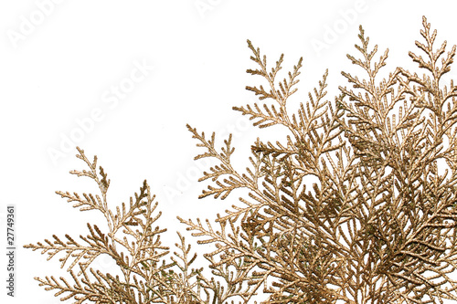 Golden branches