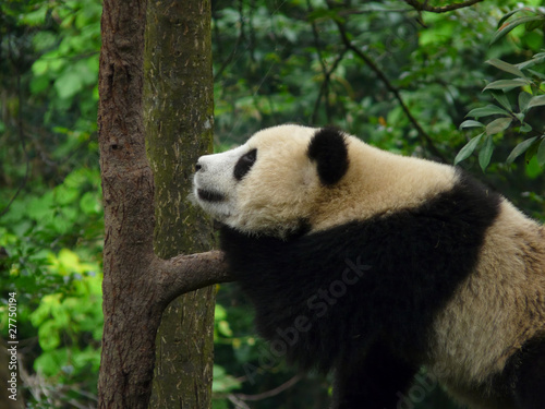 Fototapeta Naklejka Na Ścianę i Meble -  panda géant