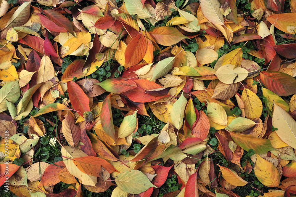 Thick yellow rug of autumn leaves