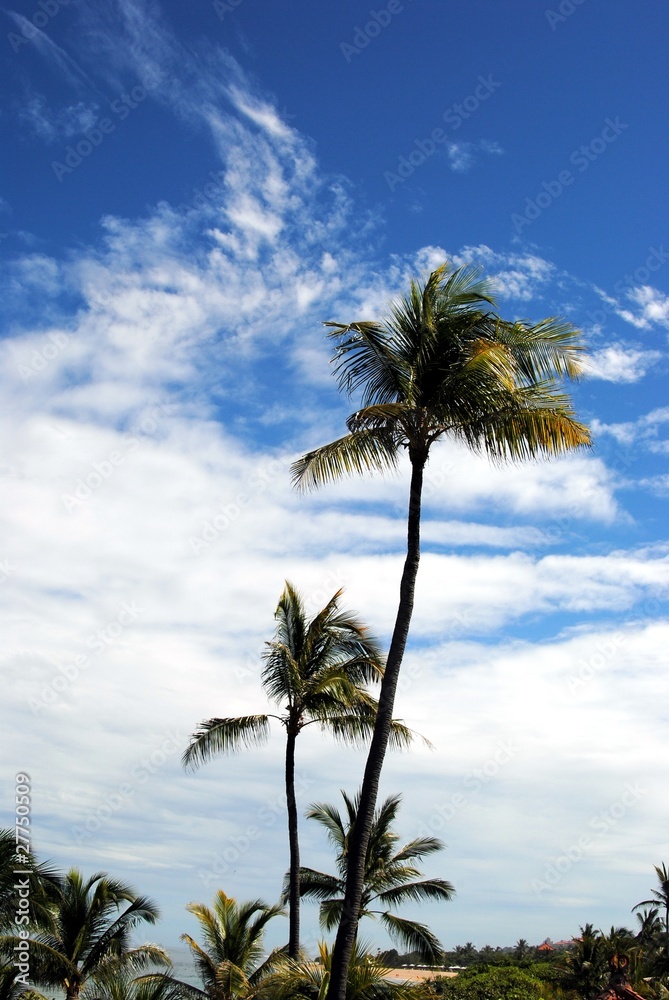Пальма на фоне небесного пейзажа на острове Бали
