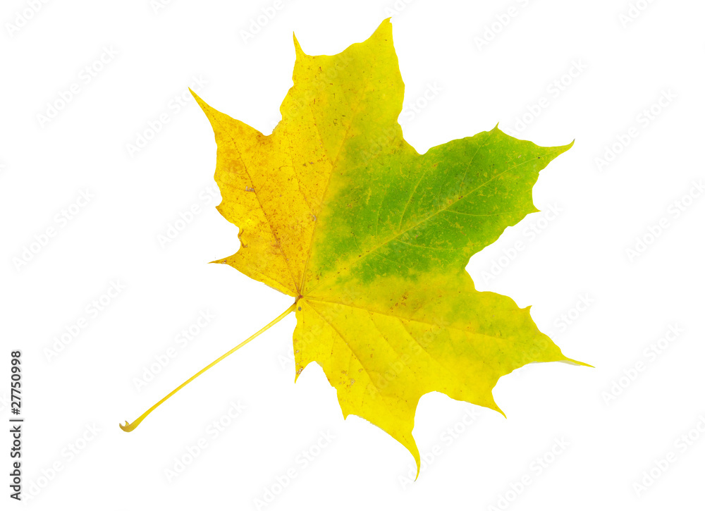autumn leaf
