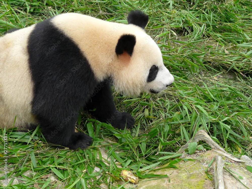 Fototapeta premium panda géant