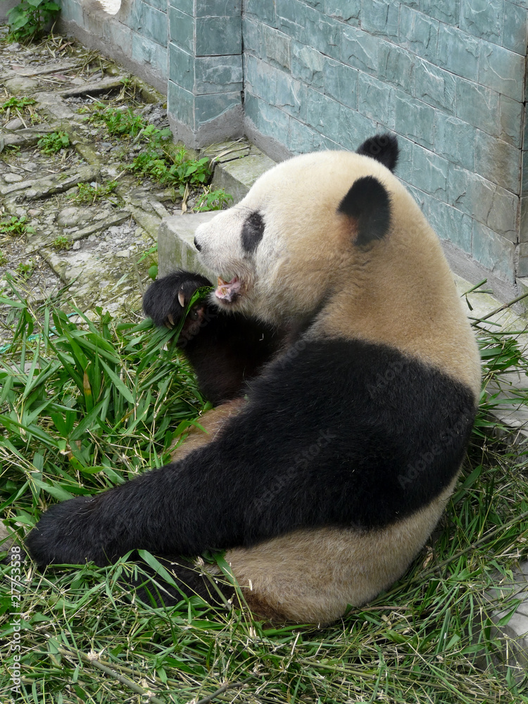 Obraz premium panda géant