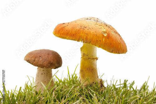 amanita and boletus in the forest