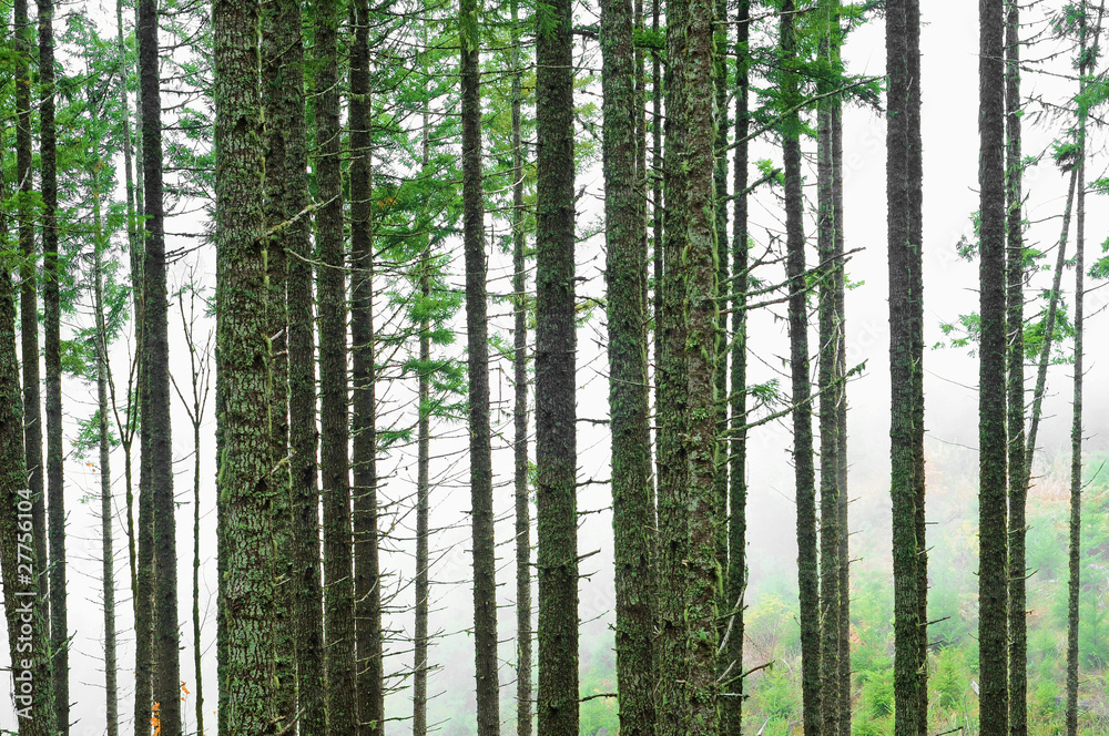 Abstract Forest Blur Background Abstract Forest Blur Background