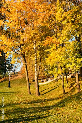 beautiful golden orchard