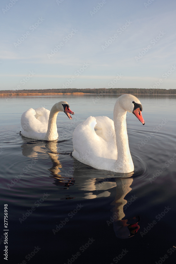 Obraz premium Swans.