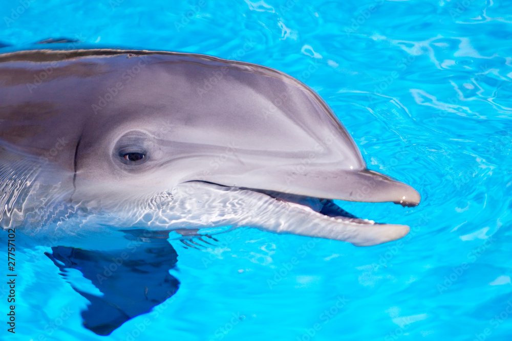 Fototapeta premium Beautiful dolphin in the water