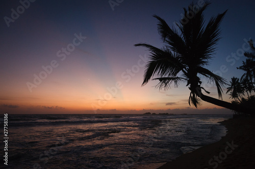 Fototapeta Naklejka Na Ścianę i Meble -  Palm and ocean on sunset