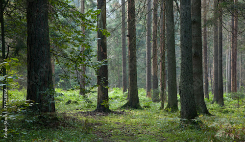 Early morning in the forest with dead spruces still standing