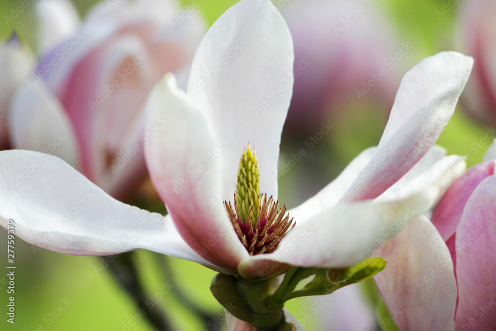 Naklejka premium Magnolien