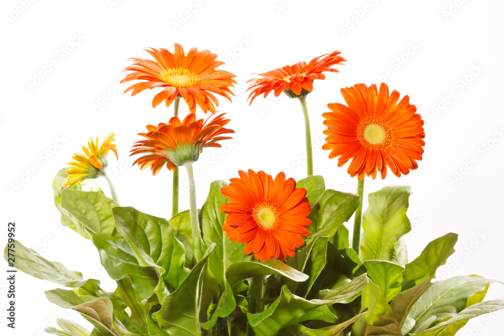 Fototapeta premium orange gerbers