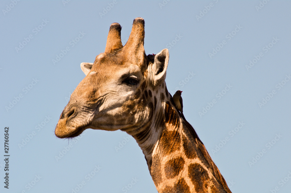 Obraz premium Giraffe closeup (head)