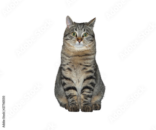 Kleine Wildkatze