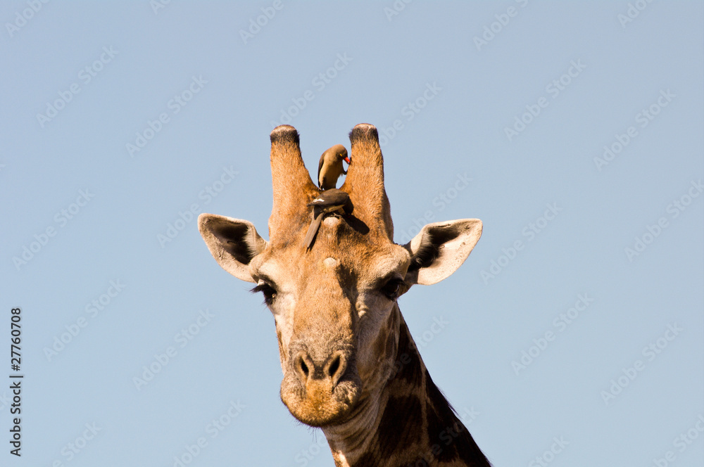 Fototapeta premium Giraffe closeup (head)