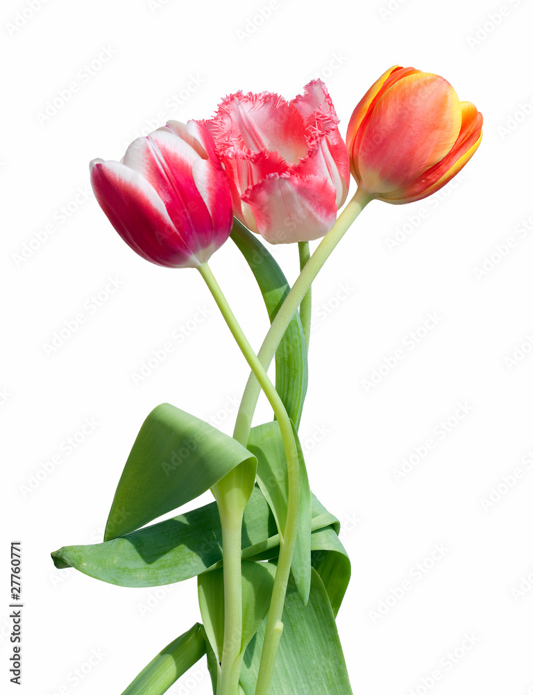 Tree Tulips Tree Tulips