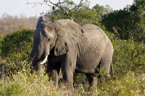 Elephant in Kruger national park  Loxodonta africana 