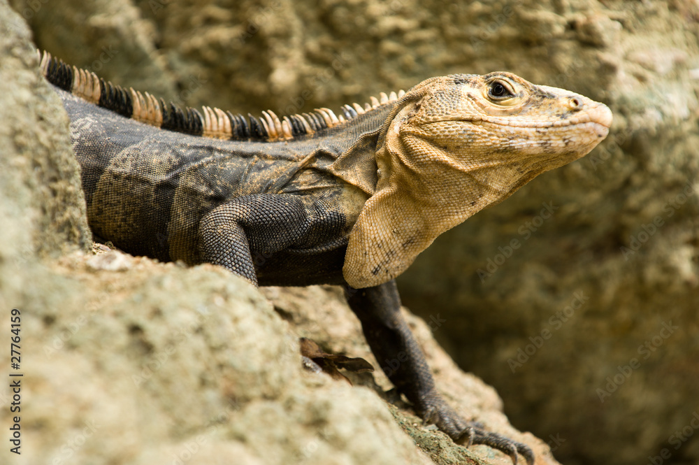 Fototapeta premium Iguana closeup detail