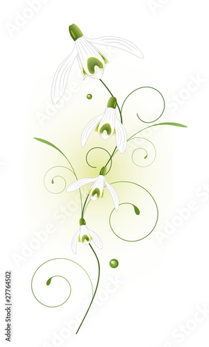 Schneeglöckchen, snowdrop, flora, Frühling, Blume