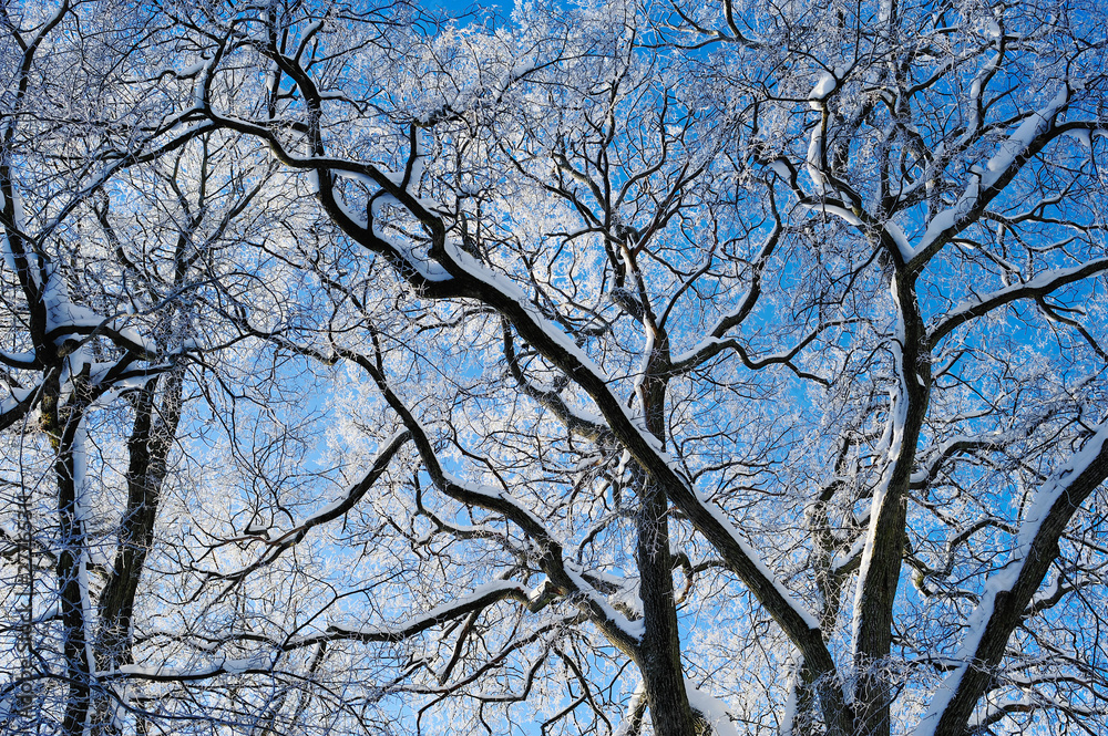 Snowy Branches Snowy Branches