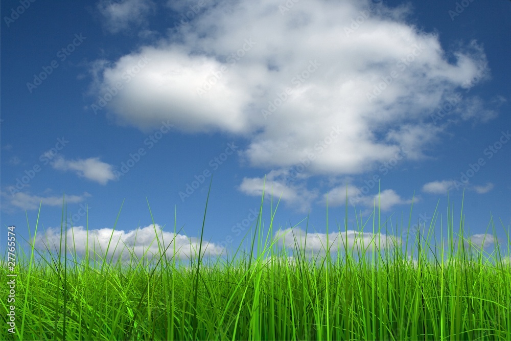 Fototapeta premium Green grass over a blue sky background