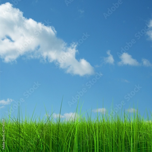Green grass over a blue sky background
