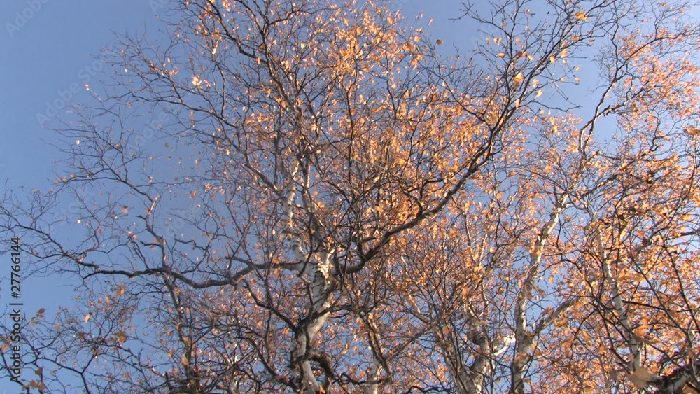 Mellow autumn, leaf fall Mellow autumn, leaf fall