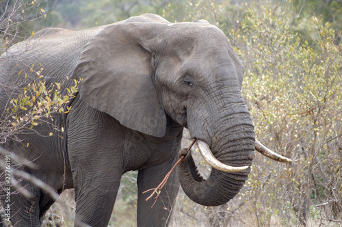 Elephant in Kruger national park (Loxodonta africana)