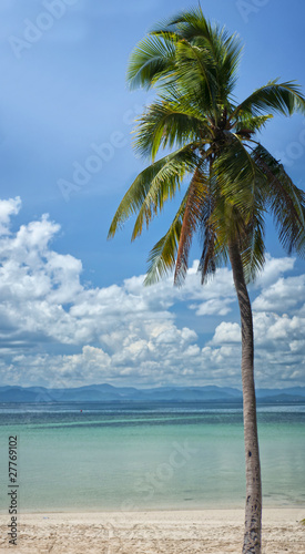 Fototapeta Naklejka Na Ścianę i Meble -  Exotic palm tree