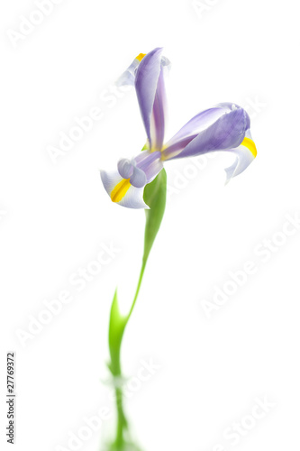 Fototapeta Naklejka Na Ścianę i Meble -  Iris isolated on white