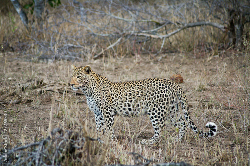 Leopard in Kruger park (Panthera pardus pardus)