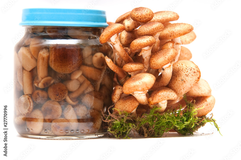Fototapeta premium Honey agarics