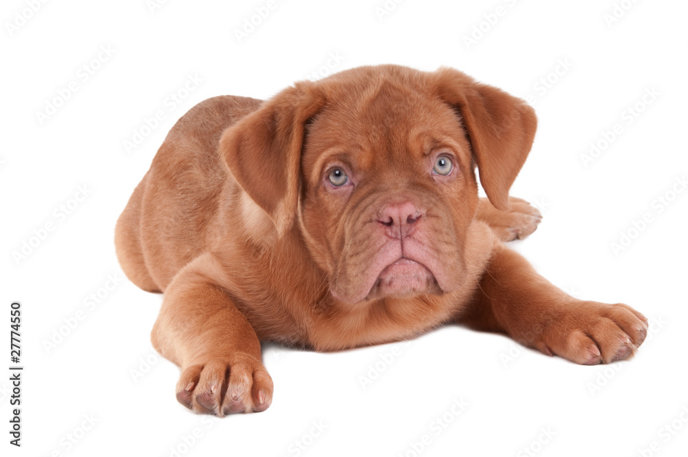Puppy of dogue de bordeaux