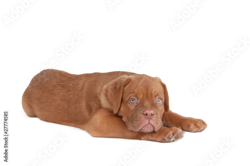 Little dogue de bordeaux