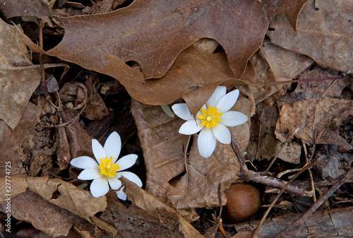 Spring Wildflowers photo