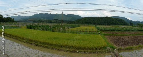 rizières photo