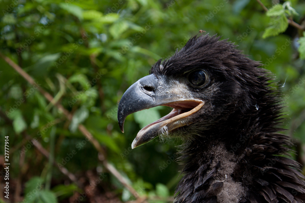 Naklejka premium Bald Eagle chick