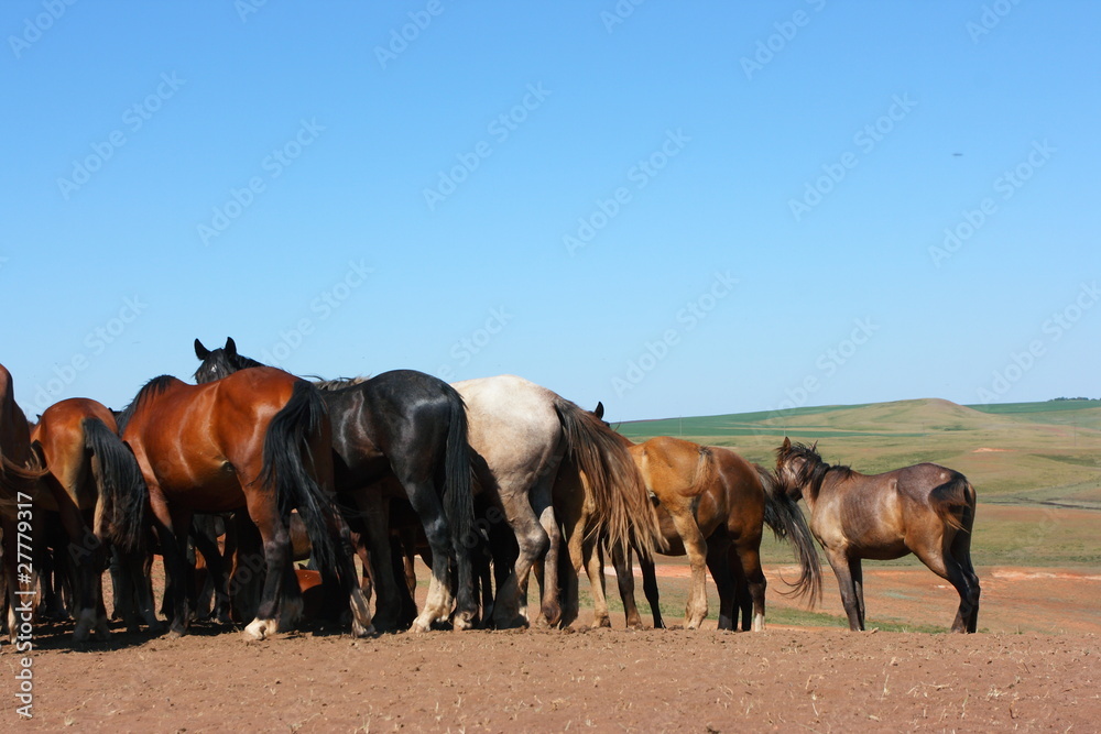Obraz premium Horse herd grazing on the steppe red clay hills